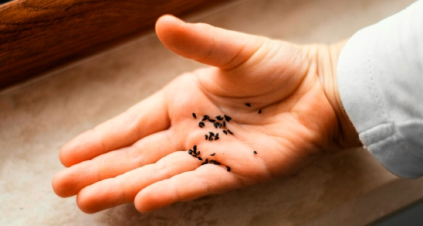 Владимирцы узнали о новых способах избавления от мошек и дрозофил в квартире без химикатов