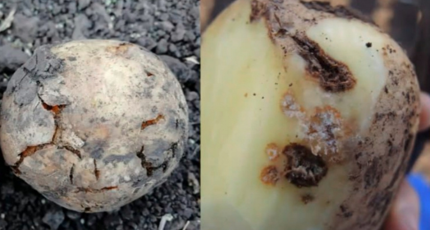 На территории Камешковского района введен карантин из-за золотистой картофельной нематоды