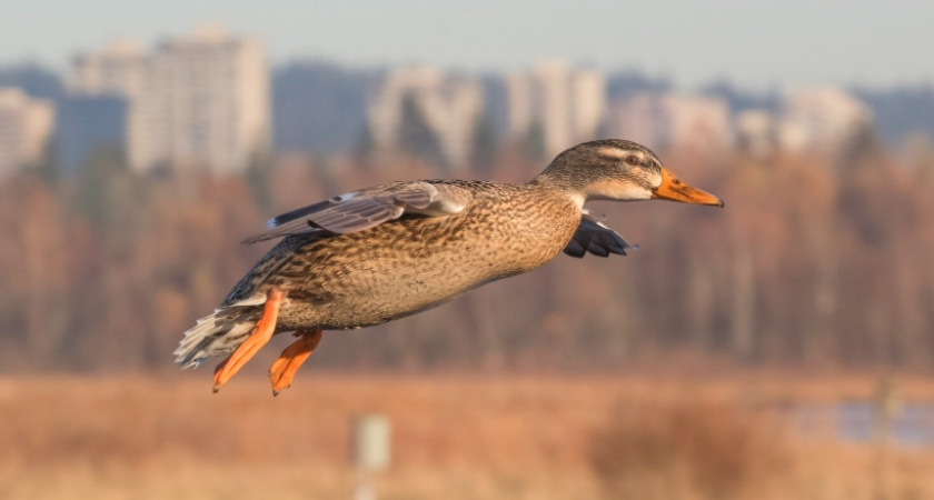 Соловьиный пруд во Владимире объявлен карантинной зоной из-за птичьего гриппа