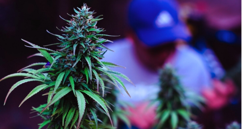 Полиция Владимирской области в ходе операции "Мак" задержала автомобиль с крупной партией конопли