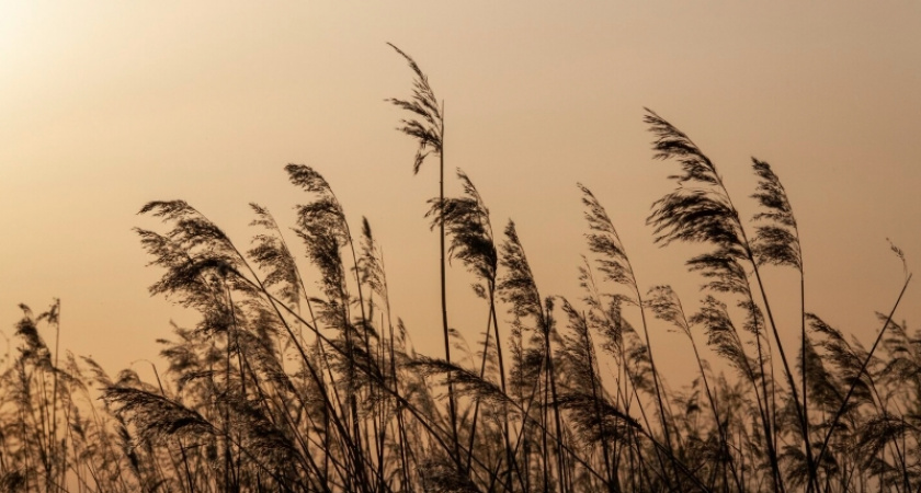Собственника семи земельных участков в Суздальском районе вызвали в мировой суд