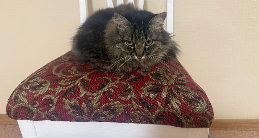 Как я теперь легко убираю шерсть животных с ковра: помог простой лайфхак, который подсказали в зоомагазине 