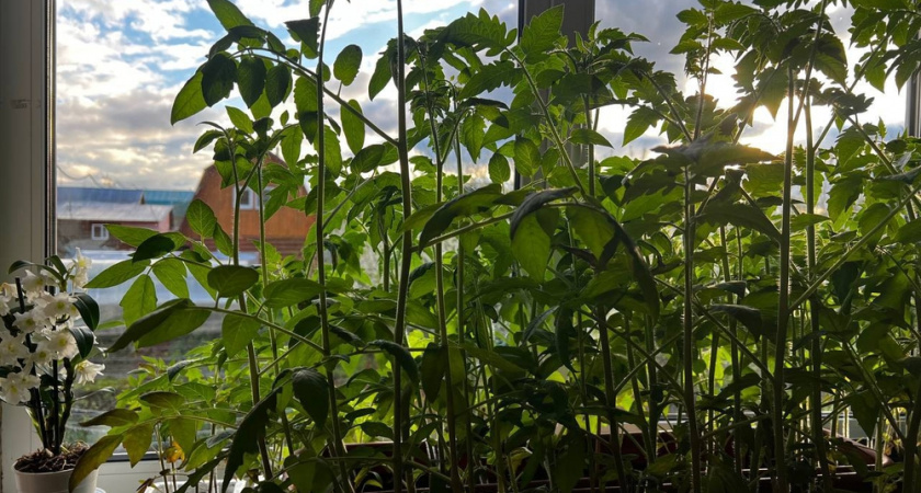 Моя рассада всегда была хилая и вытянутая, пока я не узнала лайфхак знакомой дачницы. Теперь сеянцы — мощные и сильные