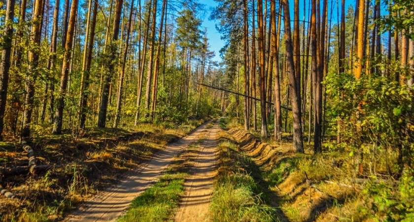 Во Владимирской области введут новые правила содержания лесных дорог
