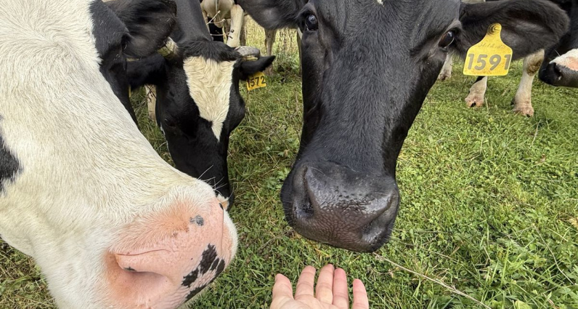 Айтуган Текегалиев: нестандартные решения повышают интерес к сельскому хозяйству