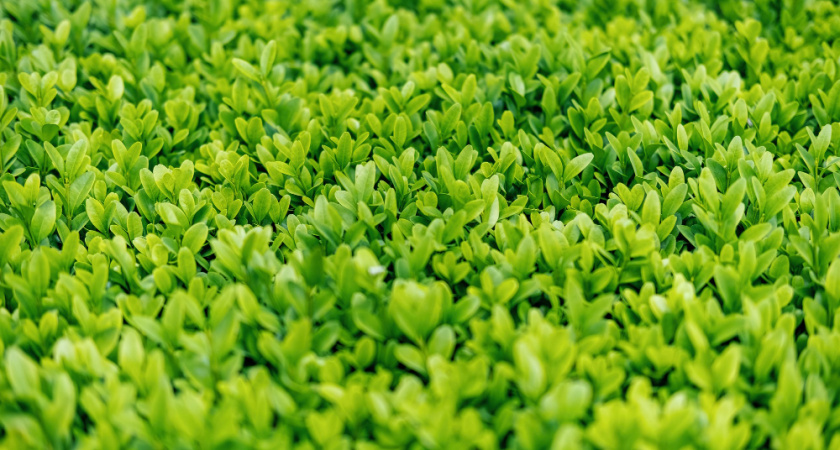 Живой зеленый ковёр: в 2026 году сажаем этот эффектный почвопокровник — лучший вариант для тенистых уголков сада