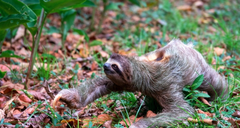 Лихорадка Оропуш от нас еще далеко, а вот лихорадка Западного Нила уже в России