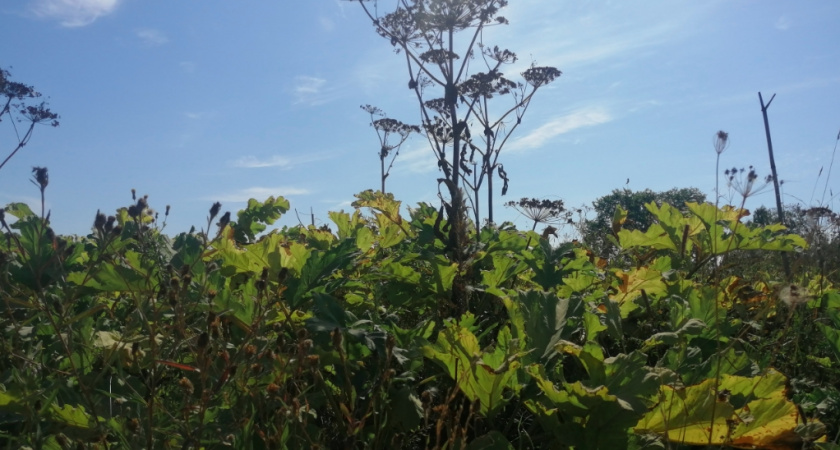 Ситуацию с борщевиком в сельских поселениях Суздальского района назвали бесконтрольной