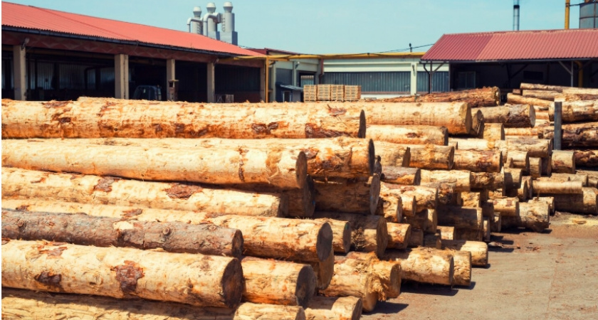 Ковровские лесопереработчики пытались скрыть объемы вывоза подкарантинной продукции