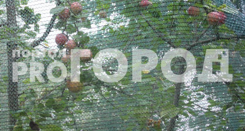 Во Владимирской области пресечена продажа незарегистрированных саженцев фруктовых сортов и гибридов