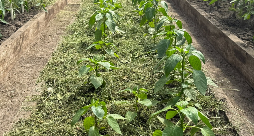 Забыл про февральские посевы перца. Теперь сею в мае и получаю богатый урожай без хлопот