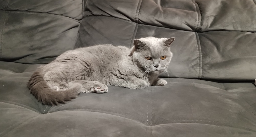 Как убрать запах кошачьей мочи: 5 рабочих способов без лишней химии