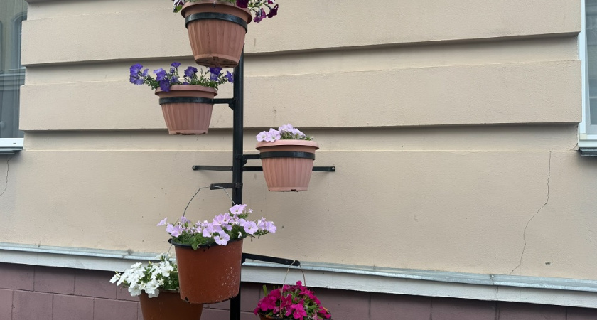 Забыла про петунии: в моих кашпо теперь этот цветок — сплошной водопад из сотен бутонов до самых холодов