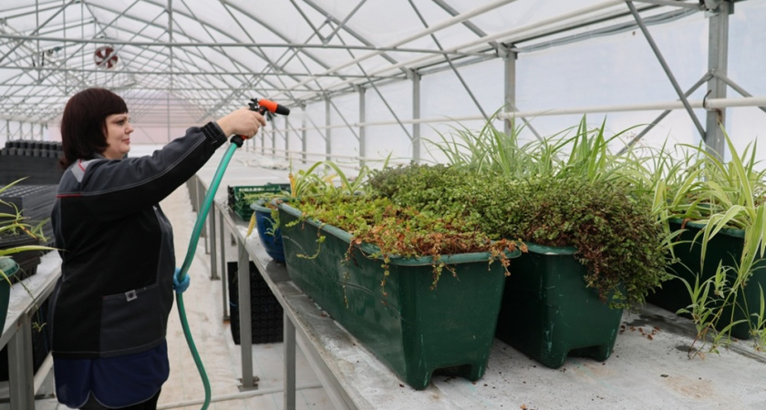 Для городских клумб Владимира начали выращивать миллион саженцев в теплицах