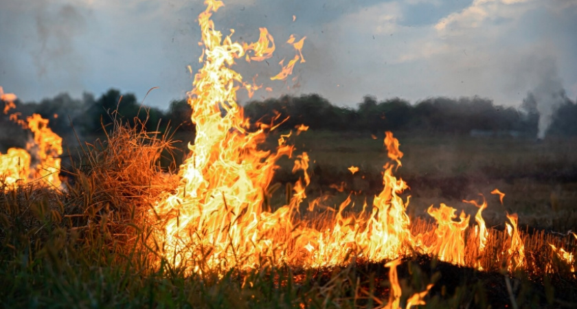 Россельхознадзор не одобряет палы травы на заброшенных сельхозугодьях Владимирской области