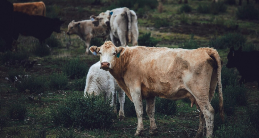 Собственнику земли во Владимирской области указали на недопустимость занесения животных отходов