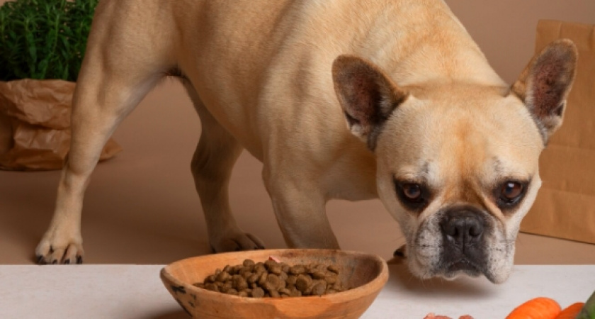 В импортном корме для собак на территории Владимирской области выявили бычью ДНК