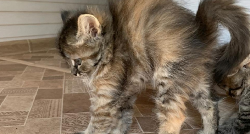 Почему ваш кот замирает и смотрит в пустоту: 3 основные причины 