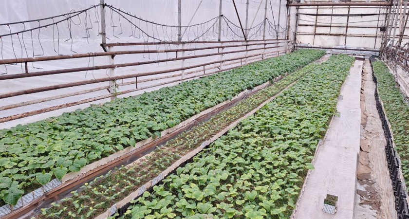 В Вольгинском начали выращивать огурцы в новой теплице площадью 1 га