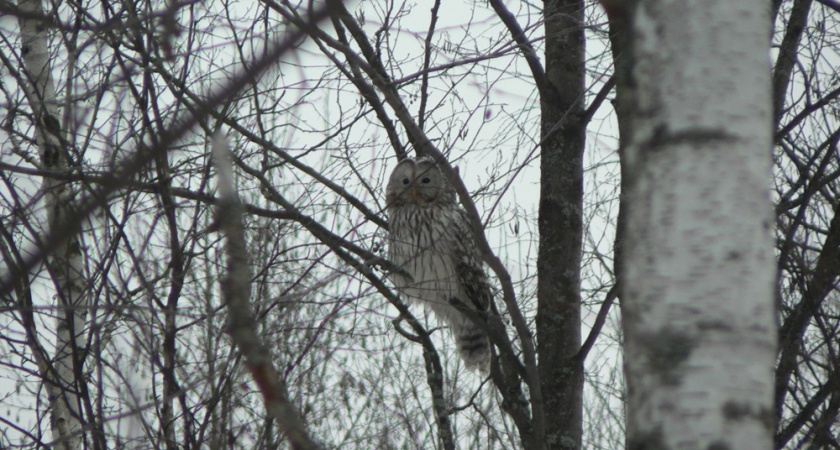 Длиннохвостая неясыть обосновалась во дворе жилого дома во Владимире