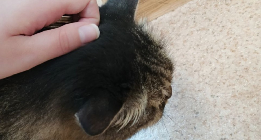 Почему кошка кусается, когда пытаешься ее погладить: язык животных, который мы не понимаем