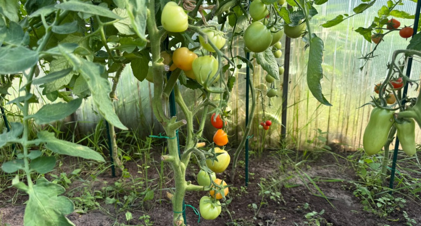 Нашел замену всем проблемным томатам: 7 замен, которые дают стабильный урожай