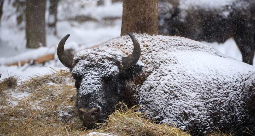 Почти 85 тонн кормов выложили для зубров во Владимирской области