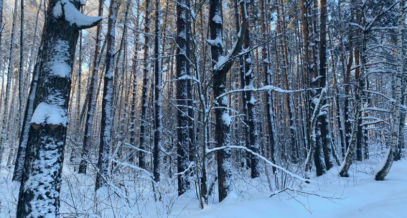 Во Владимирской области ожидается резкое похолодание
