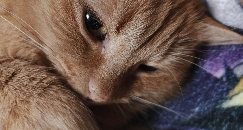 Учёные выяснили, каких людей обожают кошки - и дело не в кормежке 