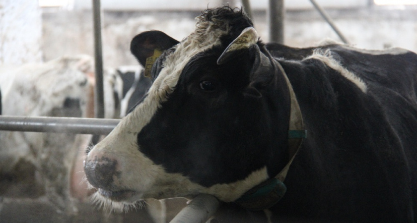 Новый доильный блок откроют в одном из сёл Селивановского округа