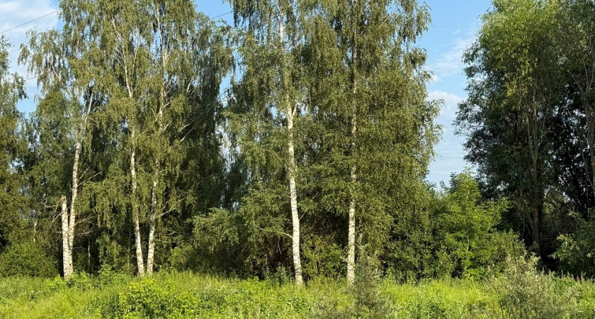 В Киржачском районе фирму заставили восстановить лес на месте карьера