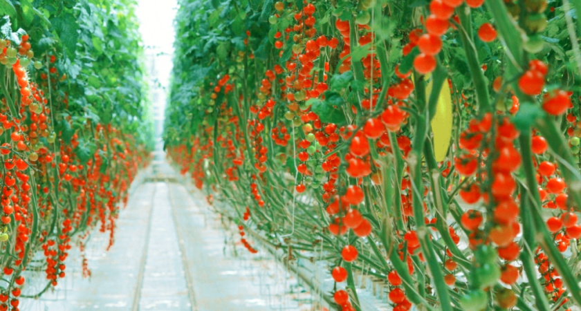 Владимирское УФАС предупредило тепличные хозяйства о проверках ценообразования