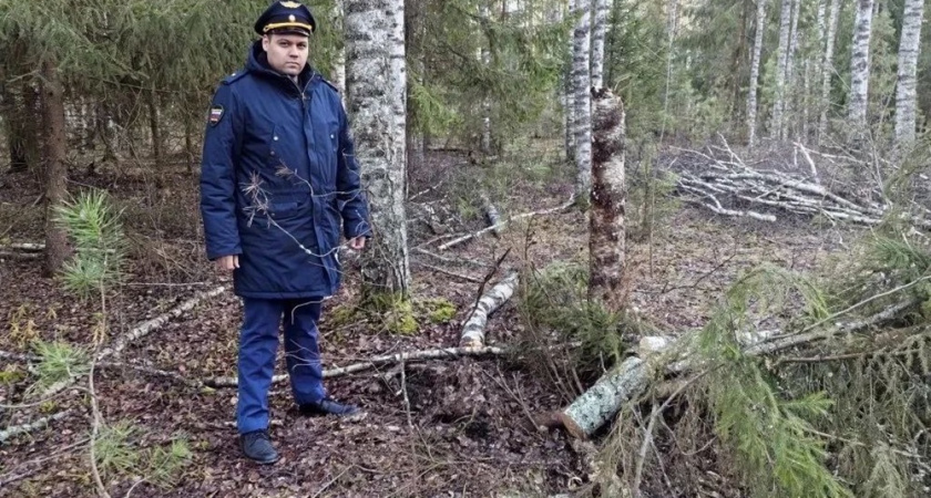 В Судогодском районе прокуратура обезвредили лесного браконьера