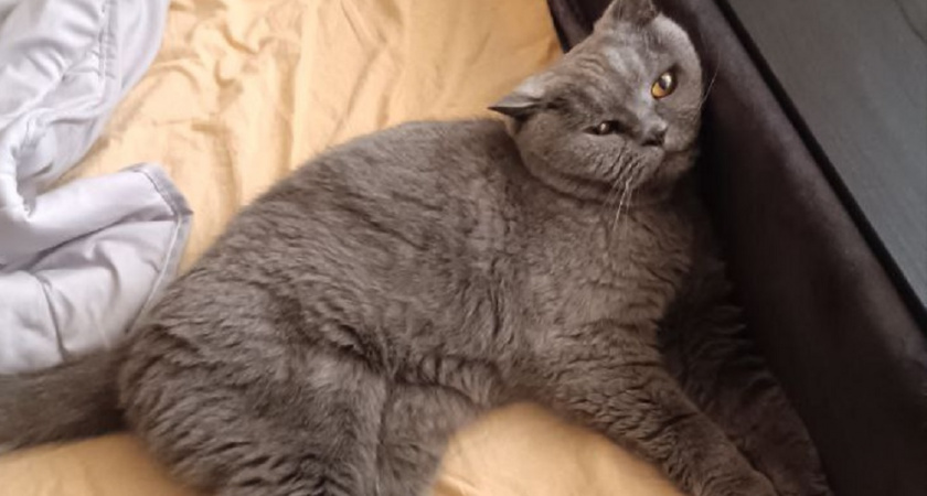 Как кошки решают, с кем из хозяев спать, и от чего зависит их решение: запомните раз и навсегда 