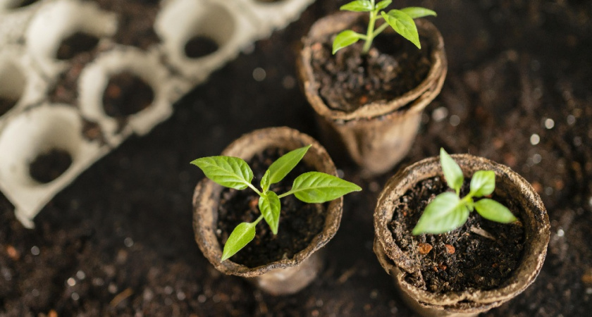 Субстрат, в котором рассада так и «прёт»: почему я больше не сею семена в покупную землю