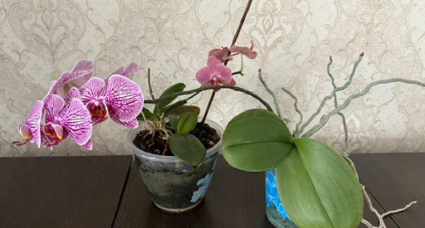 Ошибка, из-за которой орхидея не цветёт: мой проверенный способ для пышного цветения — пересадка в конце зимы по шагам