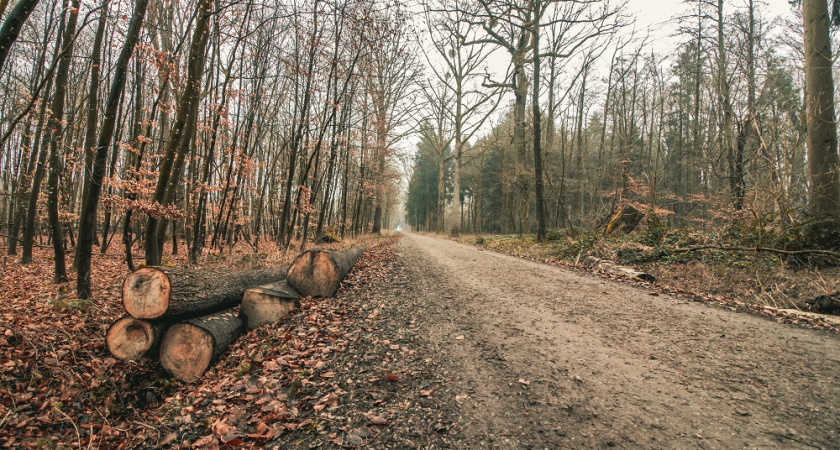 От «Владупрадора» требуют восстановления вырубленного при строительстве леса 