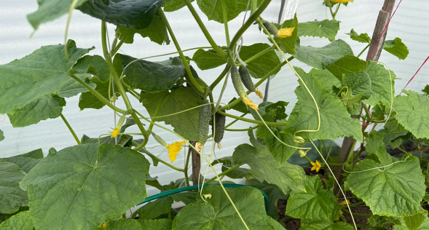 "С 2-х плетей — ведро огурцов": этот гибрид отодвинул мои любимые Кураж и Герман