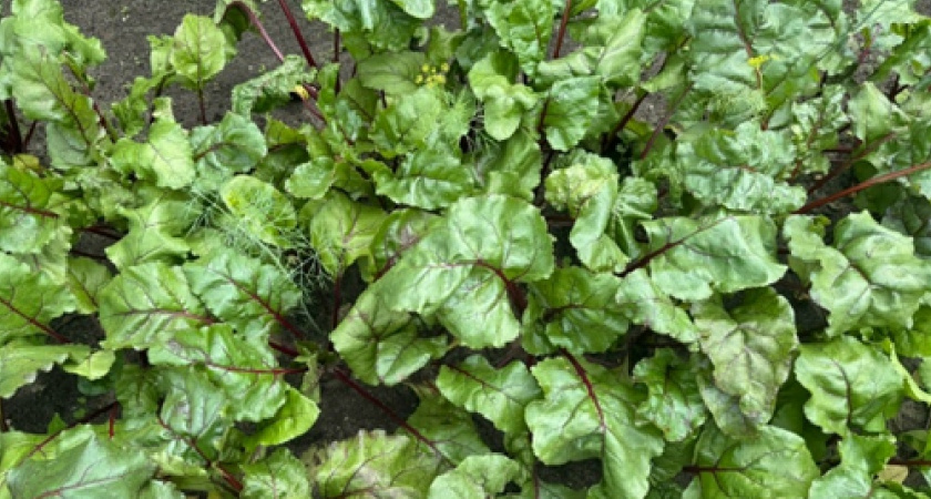 Забыла про невкусную свеклу: теперь сею только эти два сорта — корнеплоды, как конфеты