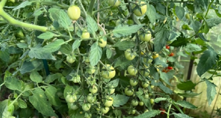 Этот томат штампует урожай, как конвейер: посадила 2 куста — все лето с помидорами