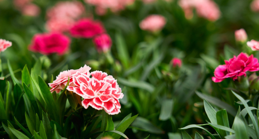 В феврале сеем — и радуемся летом: какие цветы стоит посеять уже сейчас, чтобы опередить соседей