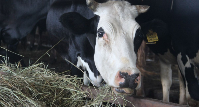 Минсельхоз РФ прорабатывает изменения в действующее законодательство