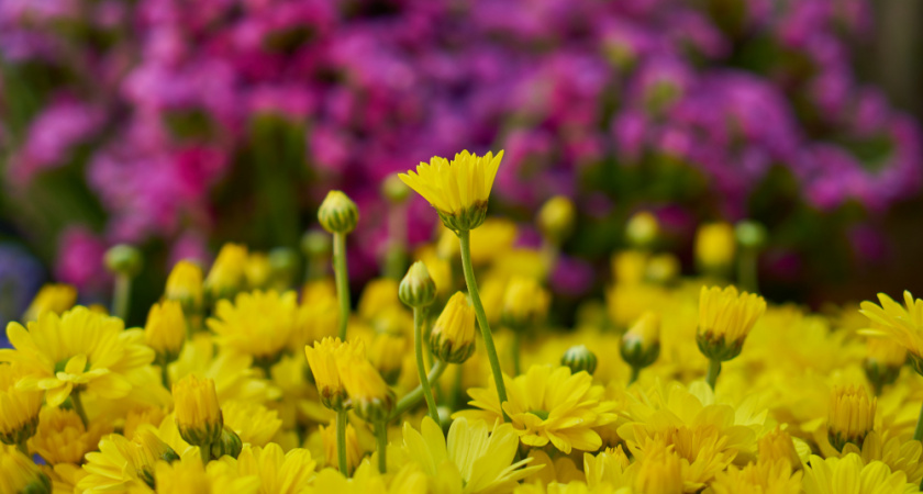 Эффектные многолетники для ленивых дачников: они не требуют к себе особого внимания и цветут целое лето