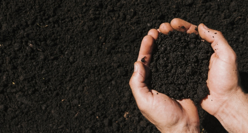 Забыла про бледные листья и скудный урожай: моя секретная находка для удобрения грядок — есть у каждой хозяйки на кухне