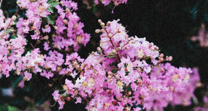 Этот кустарник остается зеленым даже зимой: неприхотливый кустарник, который украшает сад круглый год — не боится тени и морозов