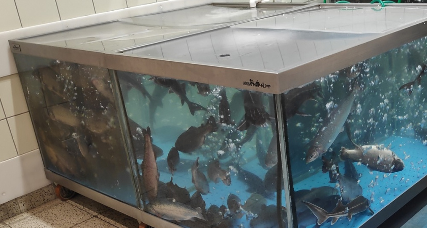 Неожиданный суперфуд для сердца и памяти есть в каждом магазине: врачи-диетологи советуют есть эту рыбу регулярно