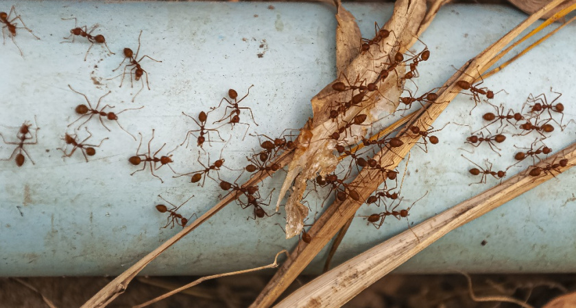 Теперь муравьи и слизни обходят мой огород стороной:  всё, что мне понадобилось — кожура одного цитрусового