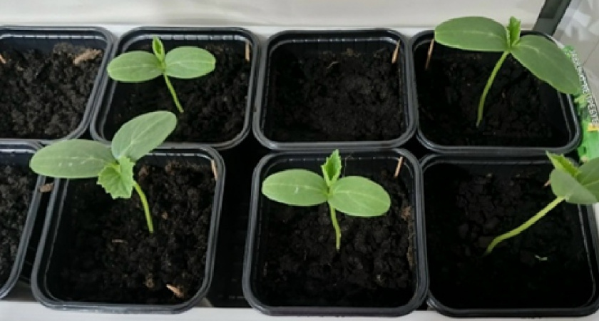 Перестала замачивать семена огурцов в воде: мой секрет — пара ложек из холодильника, и урожай будет слаще меда. Проверенный годами приём