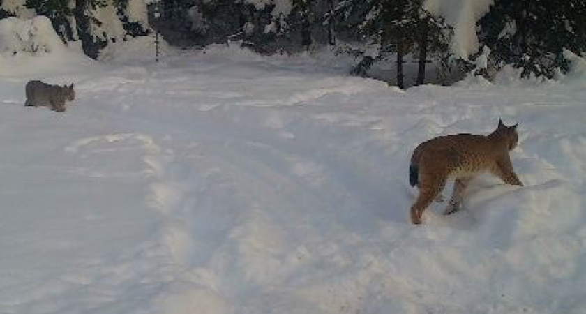 В лесах Ковровского округа засняли краснокнижных взрослых рысей