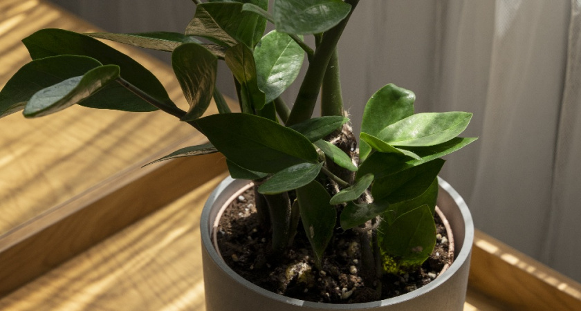 Мой способ заставить фикус расти как на дрожжах: как я разбудила спящие почки фикуса — натуральный состав из 3 ингредиентов